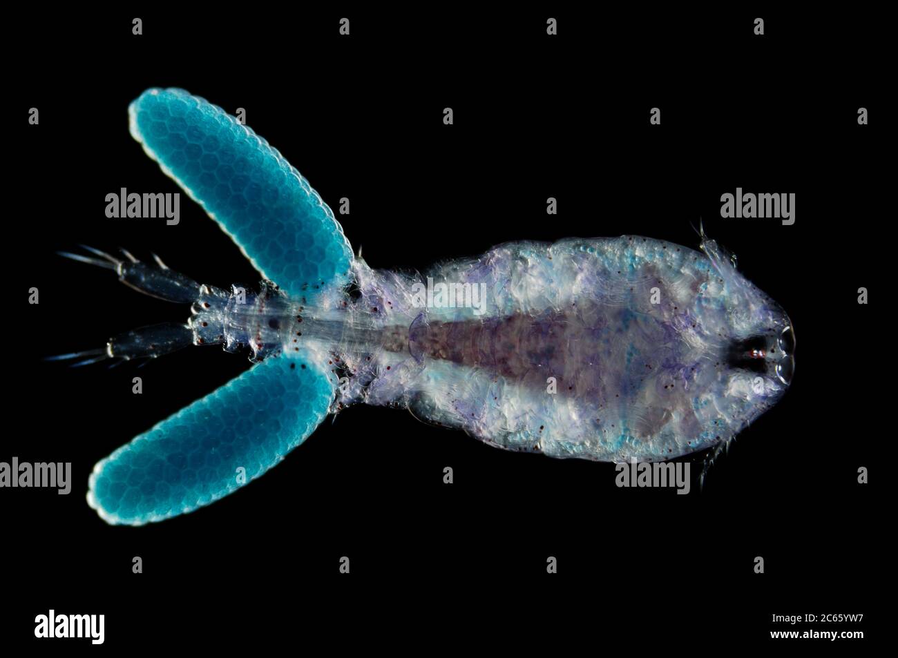 [Digital Focus Stacking] Marine Planktonik Copepod (Sapphirina sali) [Größe eines einzelnen Organismus: 0,9mm] Stockfoto