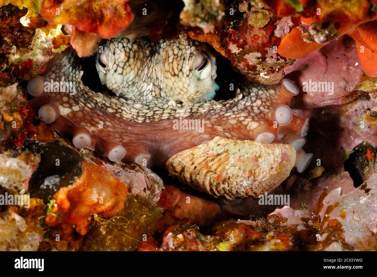 Octopus (Octopus vulgaris) [Größe eines einzelnen Organismus: 25 cm] (Octopoda) Stockfoto