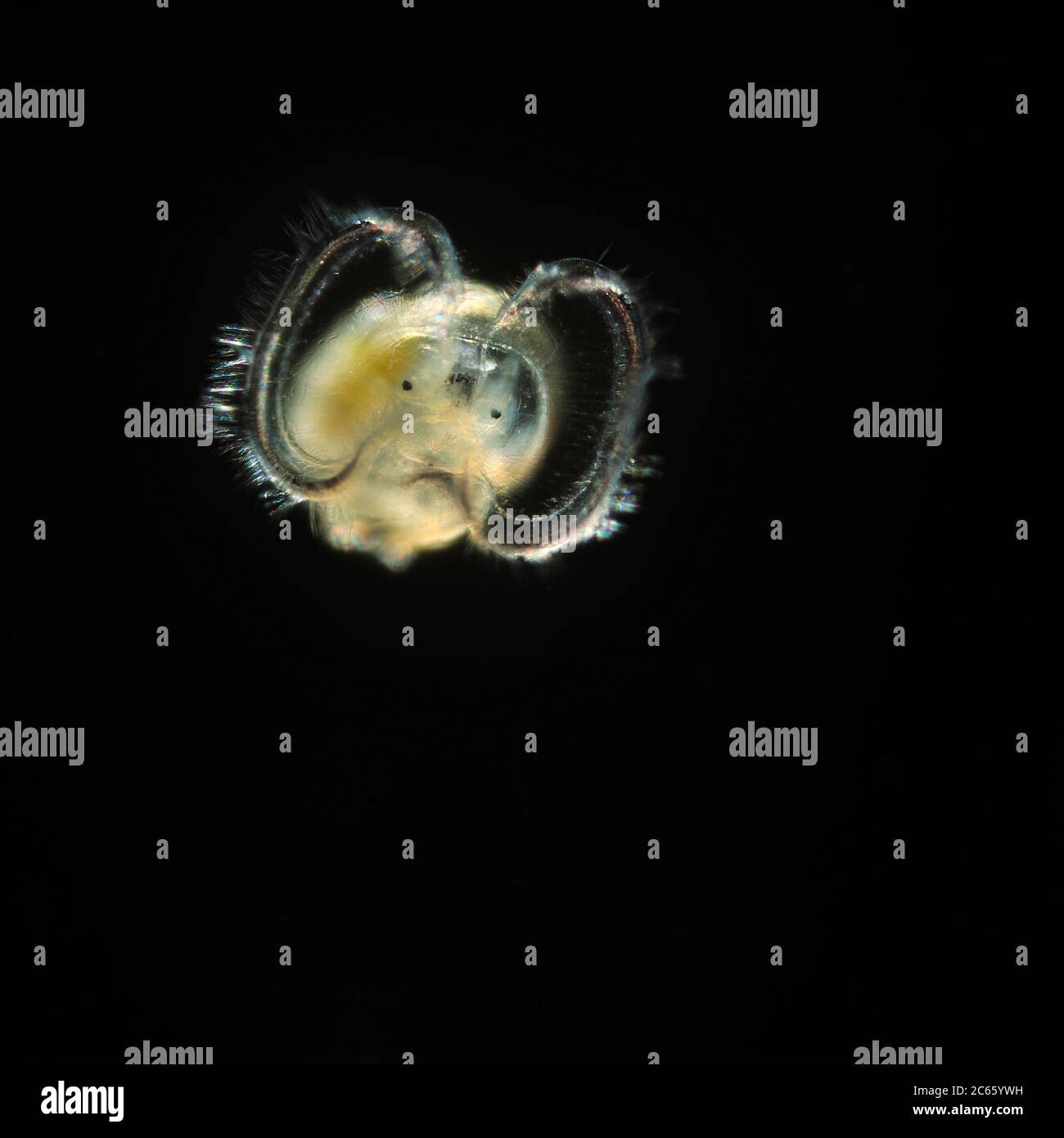 Die Veliger-Larven sind die Planktonlarven vieler Arten von Meeres- und Süßwassermollusken, sowie der meisten Muscheln Stockfoto