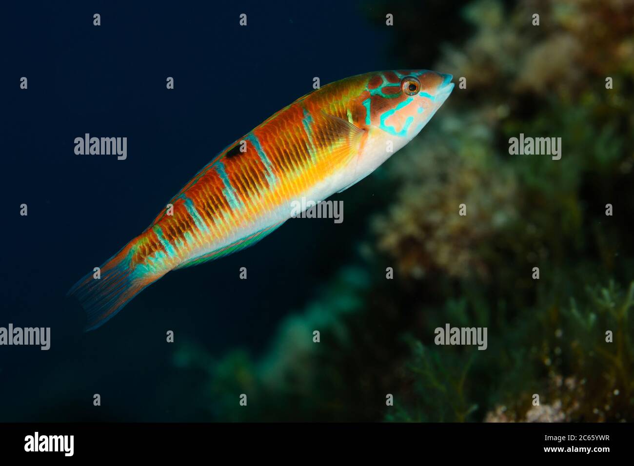 Kunstvolle Lippfische (Thalassoma pavo) Stockfoto