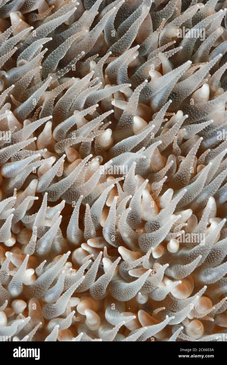 Pilzkoralle (Fungia sp.) Raja Ampat, West Papua, Indonesien, Pazifischer Ozean Stockfoto