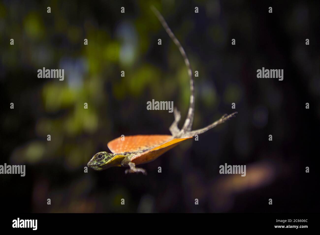 Fliegende Eidechse {Draco Volans} mit ausgestreckten Flügeln im Flug - verlängerte Rippen wirken wie Streben. Stockfoto