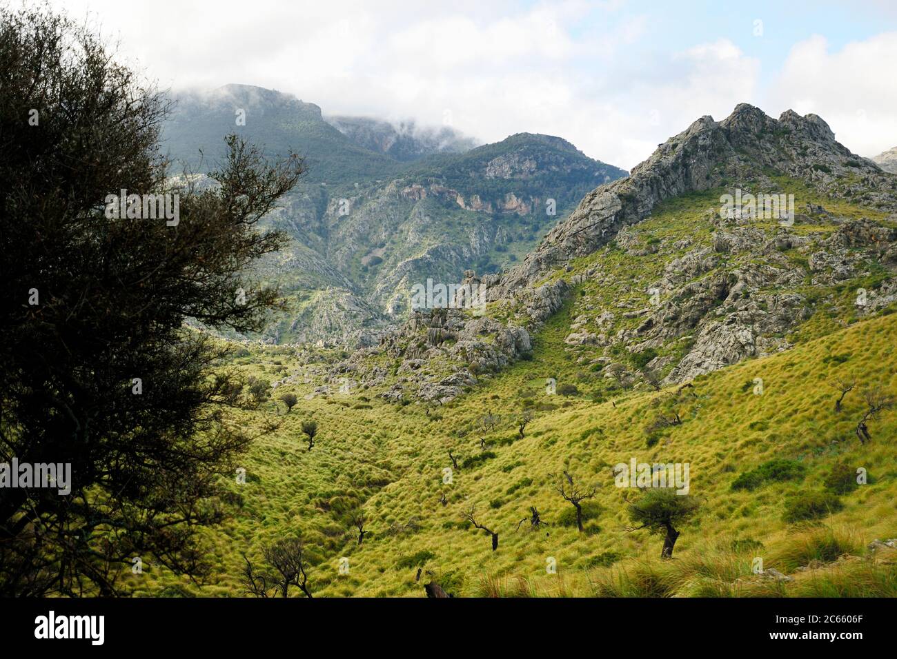 Lebensraum der mallorquinischen Hebammenkröte (Alytes muletensis). Torrent de s'Esmorcador, Mallorca, Spanien. Die mallorquinische Hebamme Kröte (Alytes muletensis) ist im felsigen Sandsteinfelsen der Serra de Tramuntana im Nordwesten Mallorcas endemisch. Erst in der Dämmerung kehren die Wissenschaftler auf die Straße und ihr Auto zurück, wobei sie die in freier Wildbahn gefangenen Kaulquappen tragen, um im Labor behandelt zu werden. Stockfoto