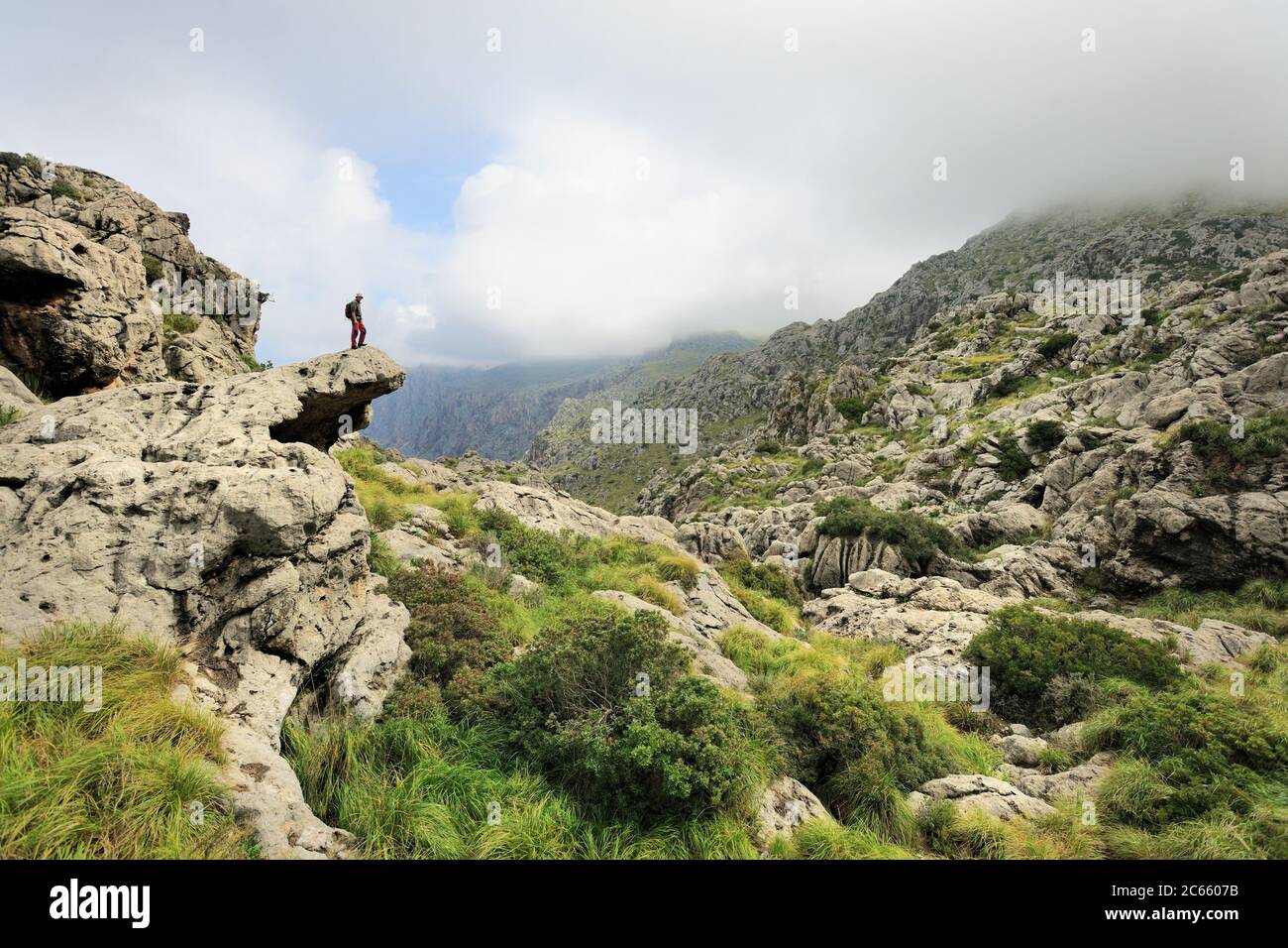 Dr. Jaime Bosch auf der Suche nach der mallorquinischen Hebamme Kröte (Alytes muletensis). Torrent de s'Esmorcador, Mallorca, Spanien. Die mallorquinische Hebamme Kröte (Alytes muletensis) ist im felsigen Sandsteinfelsen der Serra de Tramuntana im Nordwesten Mallorcas endemisch. Erst in der Dämmerung kehren die Wissenschaftler auf die Straße und ihr Auto zurück, wobei sie die in freier Wildbahn gefangenen Kaulquappen tragen, um im Labor behandelt zu werden. Stockfoto