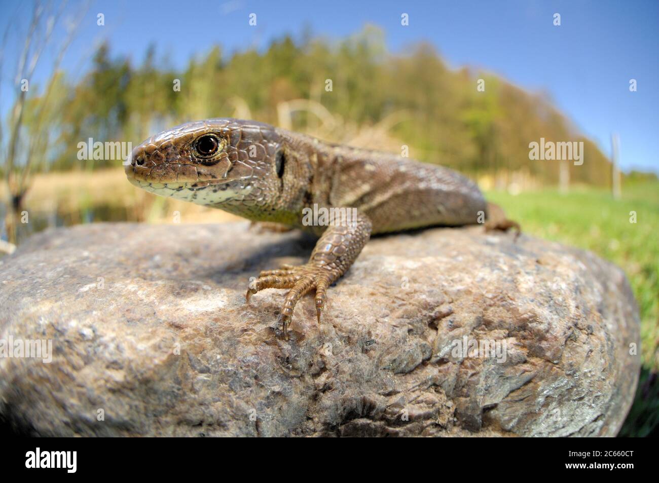 Zauneidechse (Lacerta Agilis) Stockfoto