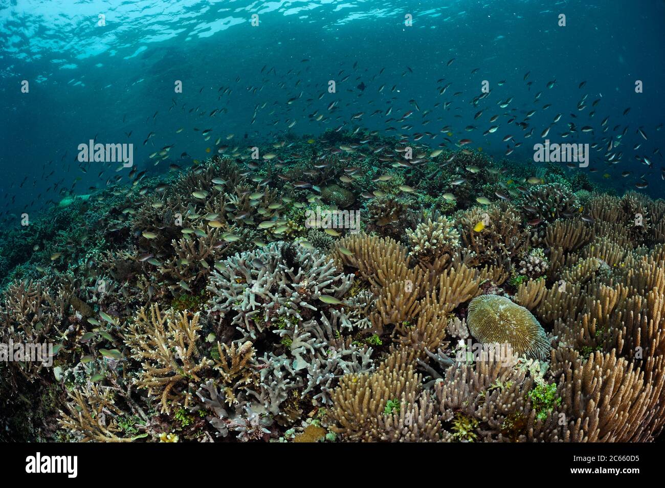 Reeftop mit Kolonien von Steinkorallen und Weichkorallen. Raja Ampat, West Papua, Indonesien, Pazifischer Ozean Stockfoto