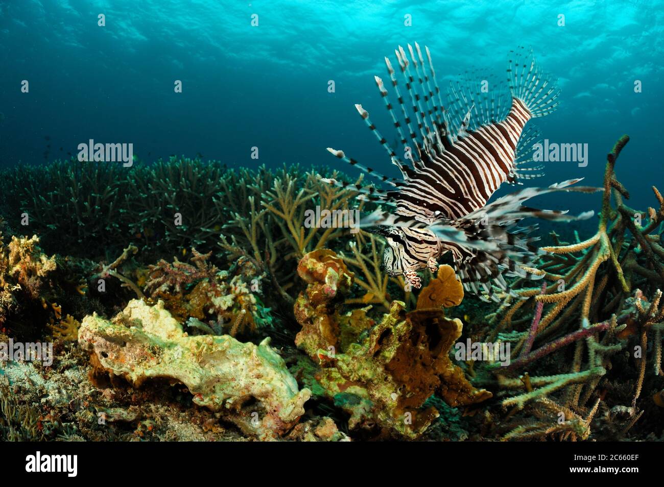 Rotlionfisch (Pterois volitans) Raja Ampat, West Papua, Indonesien, Pazifischer Ozean Stockfoto