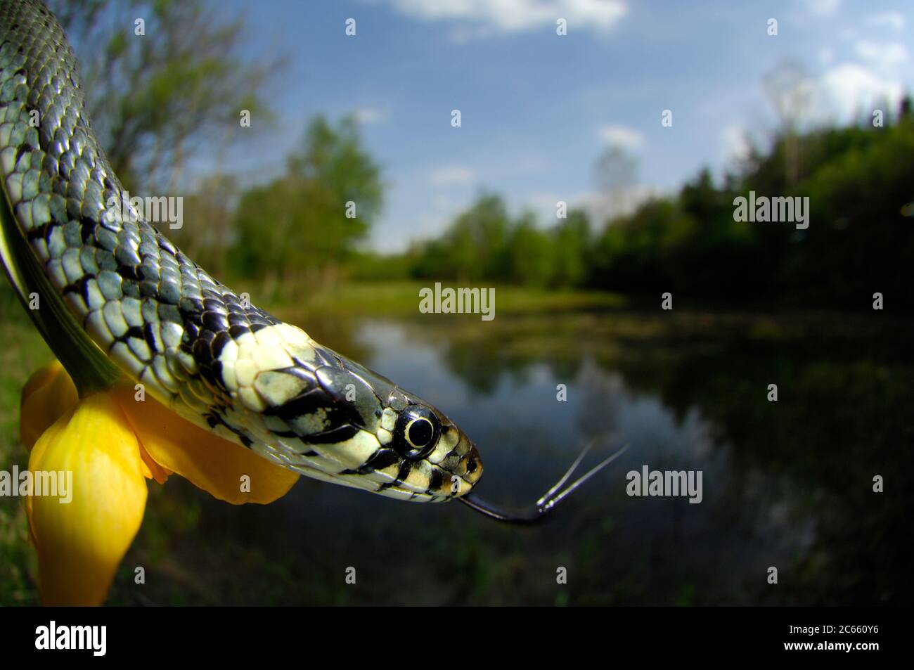 Die Grassschlange, manchmal auch die Ringelschlange oder Wasserschlange (Natrix natrix) genannt, ist eine europäische nicht giftige Schlange. Stockfoto