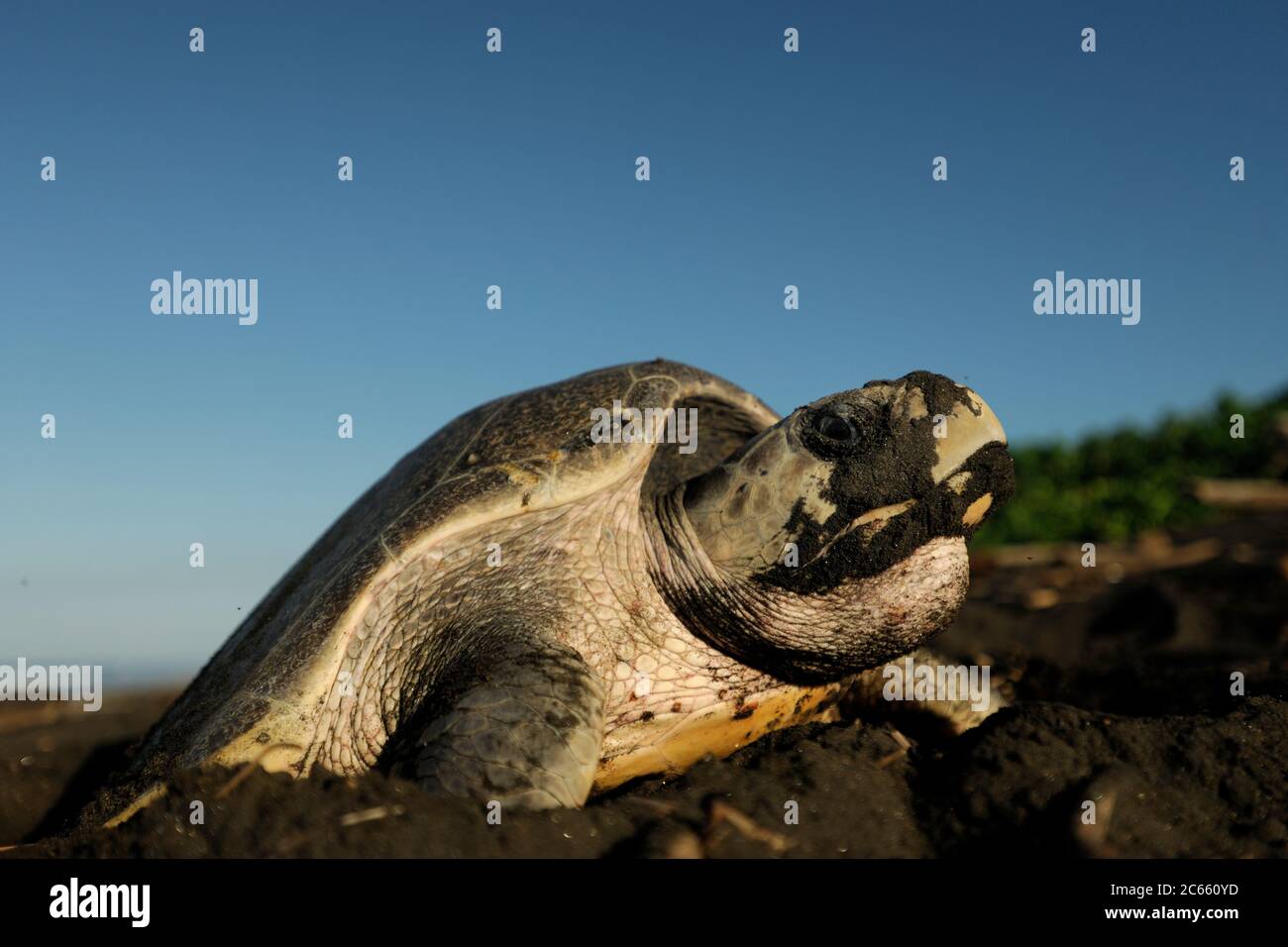 Die Olive ridley Meeresschildkröten (Lepidochelys olivacea) sind berühmt für ihr Verhalten, auch tagsüber zu nisten. Ihre Arribada (Massennistung mit mehreren Tagen Dauer) hält nur bei heißen Mittagstemperaturen inne. Stockfoto