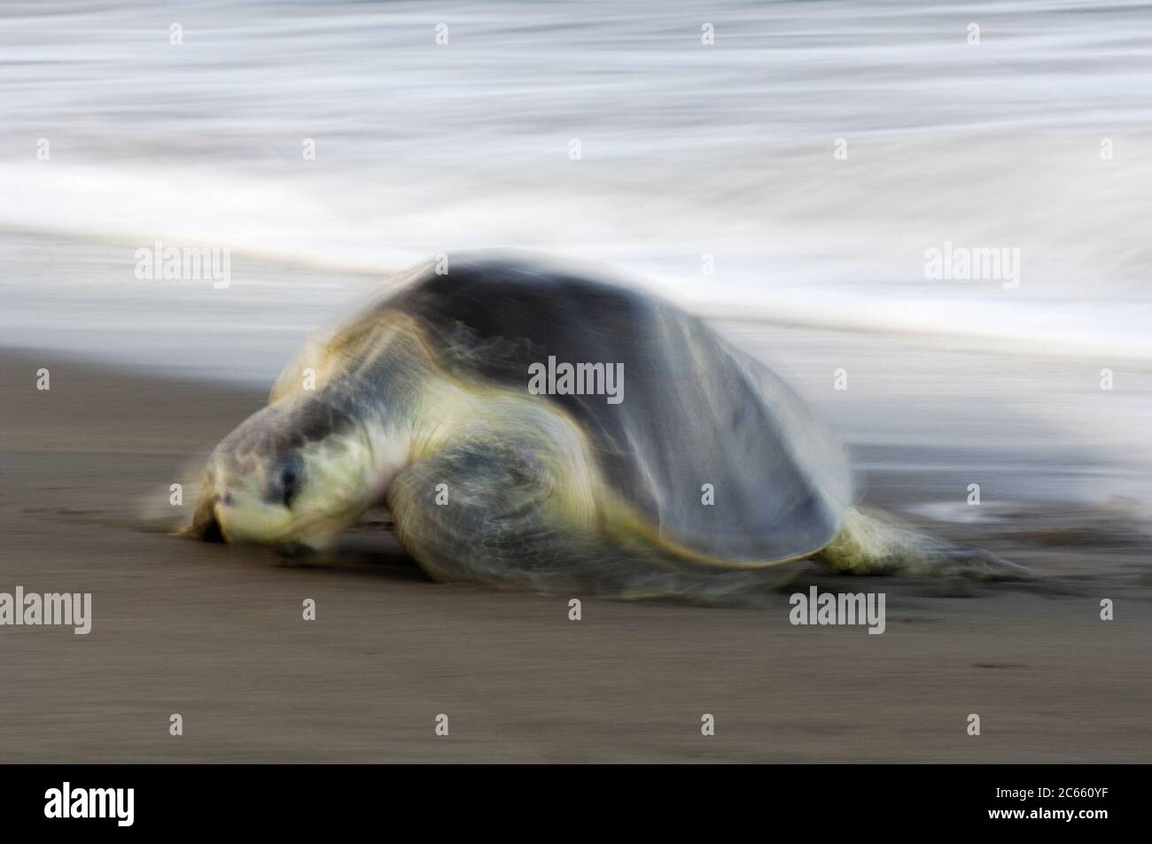 Die Ankunft einer Olive ridley Meeresschildkröte (Lepidochelys olivacea) am Strand von Ostional, Costa Rica, Pazifikküste, kann der Beginn einer Arribada (Massennistung) der Meeresschildkröten sein. Tausende und Tausende der 50 Kilogramm schweren Reptilien kommen über einen Zeitraum von bis zu einer Woche an Land, nur unterbrochen von der heißesten Mittagssonne, um ihre Eier im warmen Sand zu vergraben. [Größe des einzelnen Organismus: 80 cm] Stockfoto