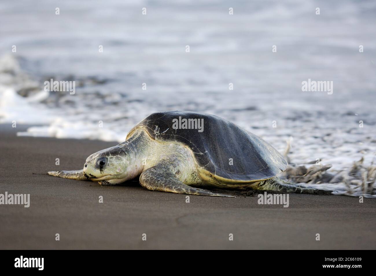 Die Ankunft einer Olive ridley Meeresschildkröte (Lepidochelys olivacea) am Strand von Ostional, Costa Rica, Pazifikküste, kann der Beginn einer Arribada (Massennistung) der Meeresschildkröten sein. Tausende und Tausende der 50 Kilogramm schweren Reptilien kommen über einen Zeitraum von bis zu einer Woche an Land, nur unterbrochen von der heißesten Mittagssonne, um ihre Eier im warmen Sand zu vergraben. Stockfoto