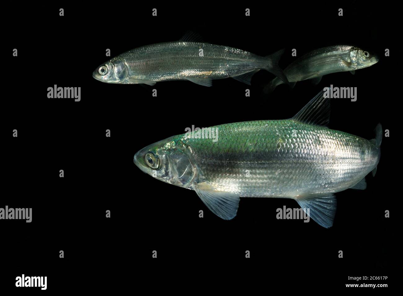 Vendace (Coregonus albula) Süßwasser-Weißfisch (Captive) Stockfoto