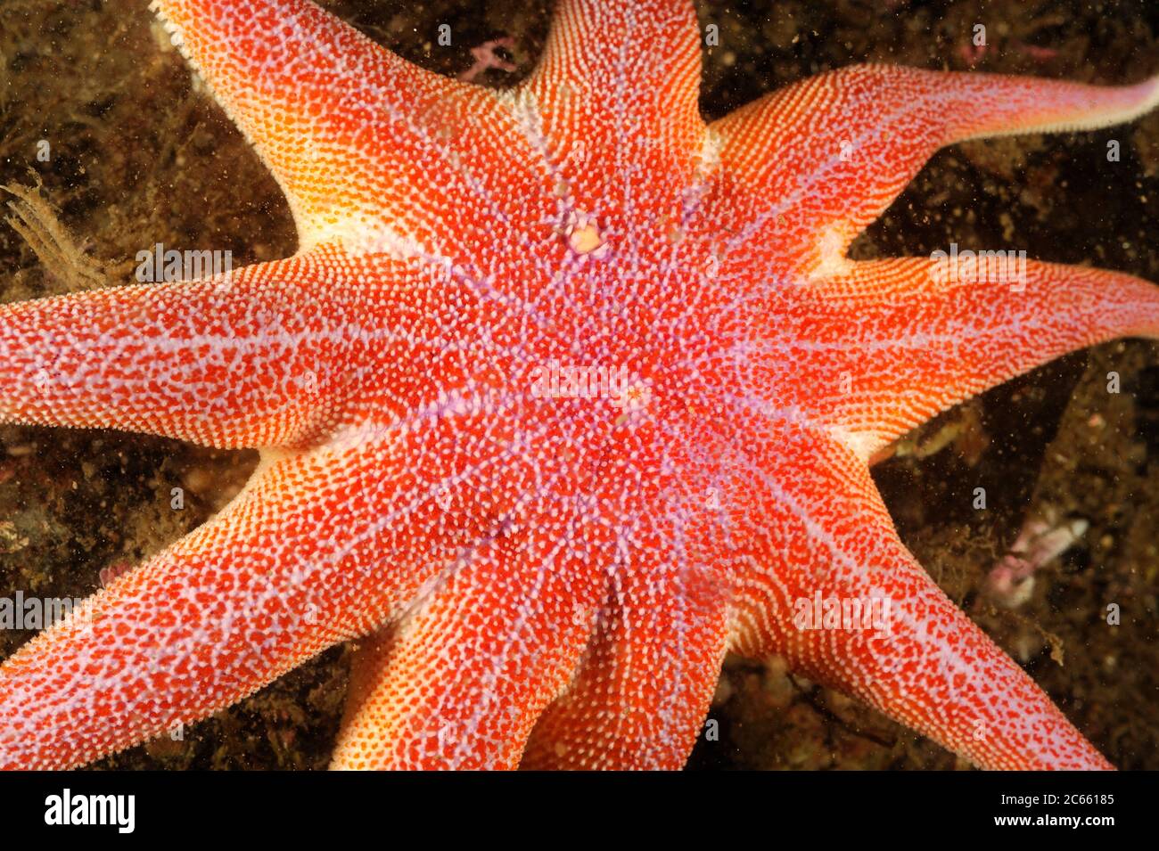 Gelber Sonnenstern (Solaster endeca), Atlantik, Strømsholmen, Nordwestnorwegen Stockfoto