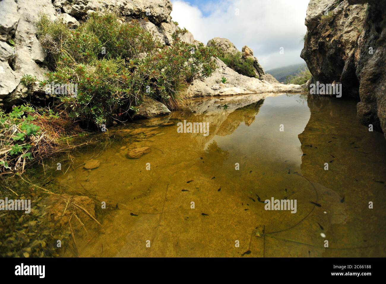 Dieser Teich ist der Lebensraum für die mallorquinische Hebamme Kröte (Alytes muletensis) Torrent de s'Esmorcador, Mallorca, Spanien. Die mallorquinische Hebamme Kröte (Alytes muletensis) ist im felsigen Sandsteinfelsen der Serra de Tramuntana im Nordwesten Mallorcas endemisch. Stockfoto
