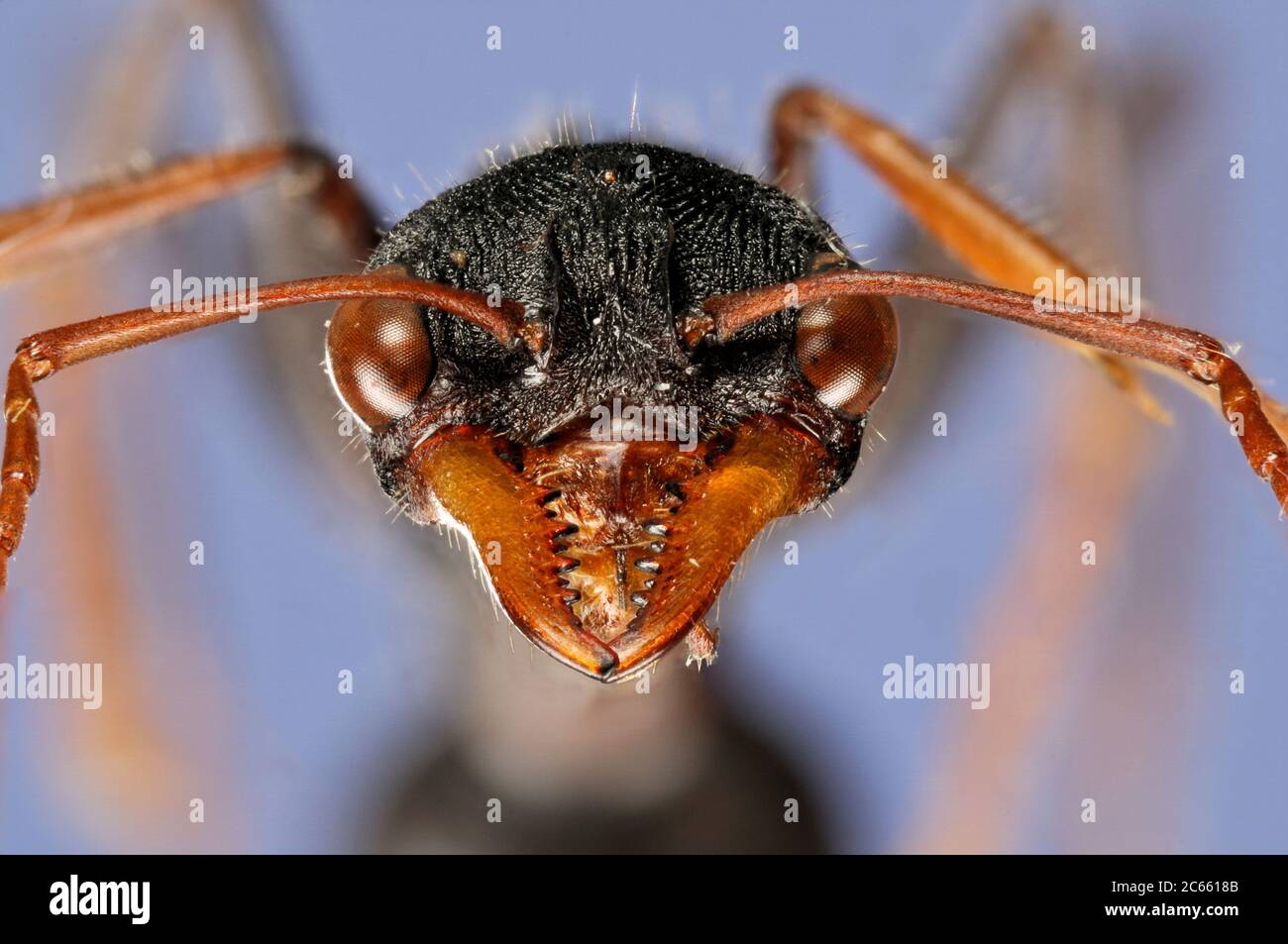 [Digital Focus Stacking] Ameise Porträt, Unterfamilie: Myrmeciinae, Familie: Formicidae, Ordnung: Hymenoptera, Gemeinsamer Name: Giant Bull Ant, Myrmecia tarsata Stockfoto