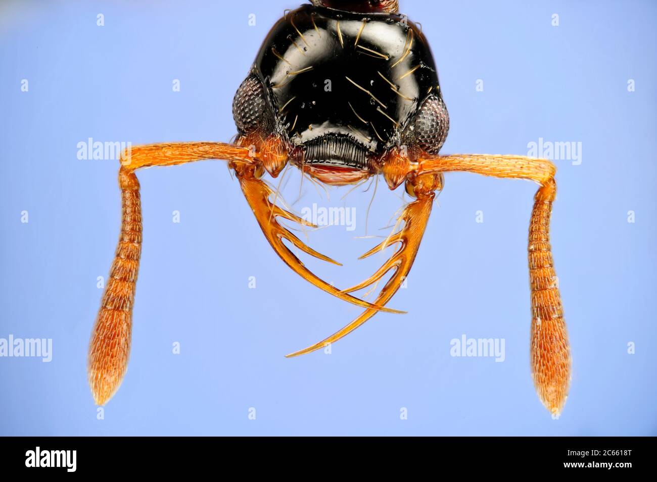 [Digital Focus Stacking] Ameisenportrait, Thaumatomyrmex atrox sind selten anzutreffende Ameisen aus neotropischen Wäldern. Sie sind Spezialisten Raubtiere auf Tausendfüßler in der Ordnung Polyxenida., Bild wurde in Zusammenarbeit mit der 'Staatl. Museum für Naturkunde Karlsruhe'. Stockfoto