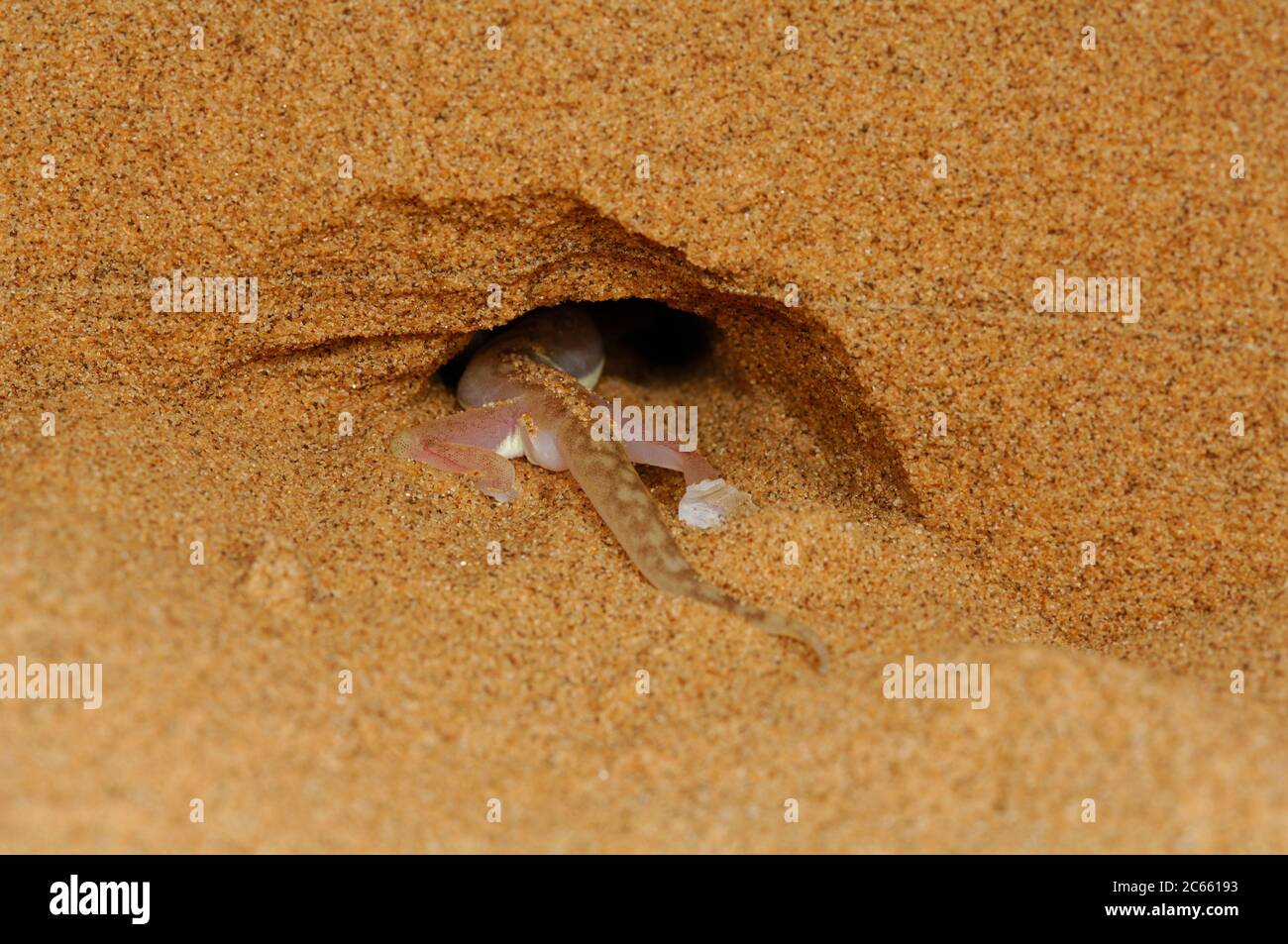 Gecko mit Webfüssen (Palmatogecko rangei) auf Sanddüne in der Namib-Wüste von Luederitz Namibia Stockfoto
