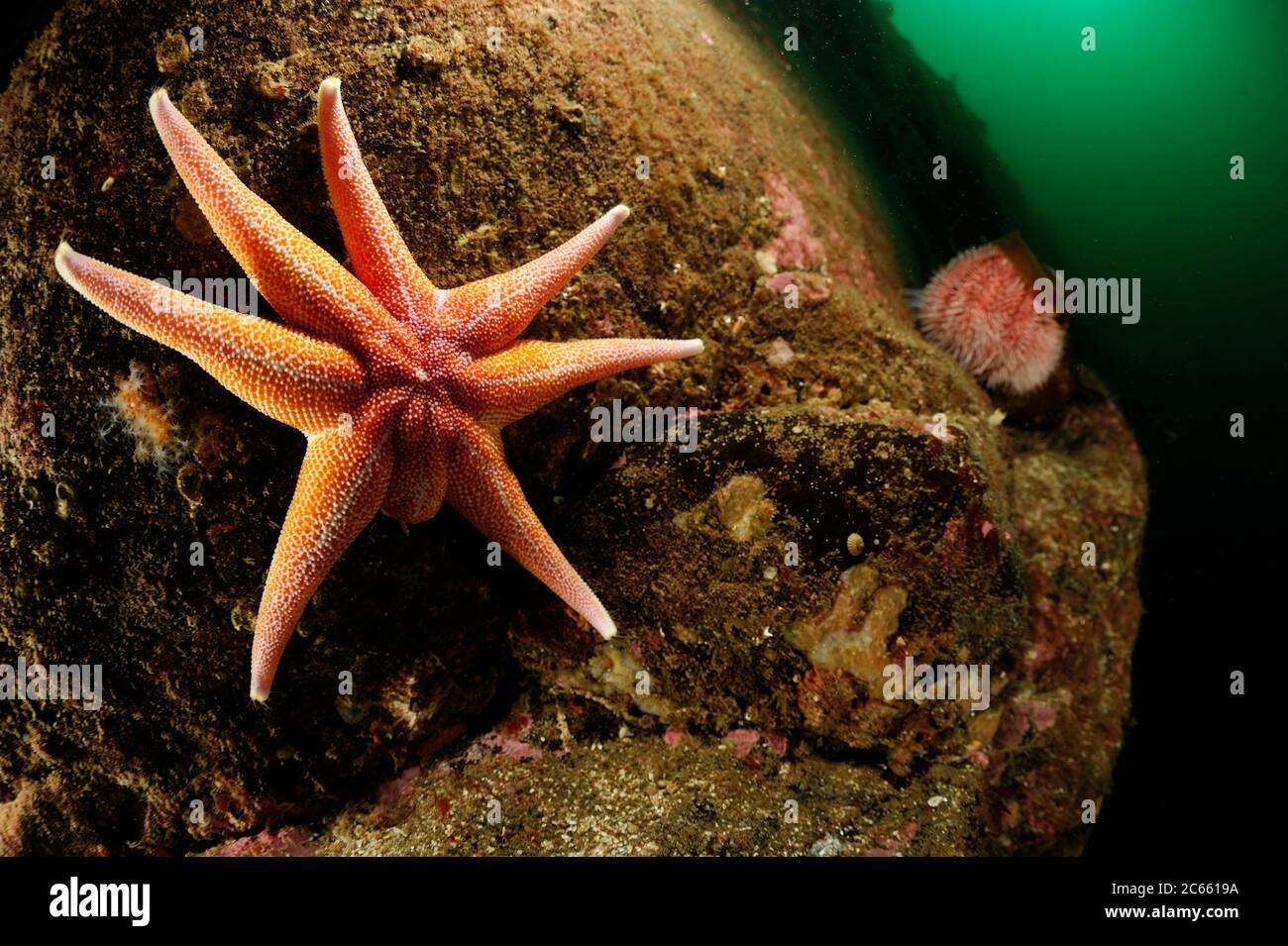 Gelber Sonnenstern (Solaster endeca), Atlantik, Strømsholmen, Nordwestnorwegen Stockfoto