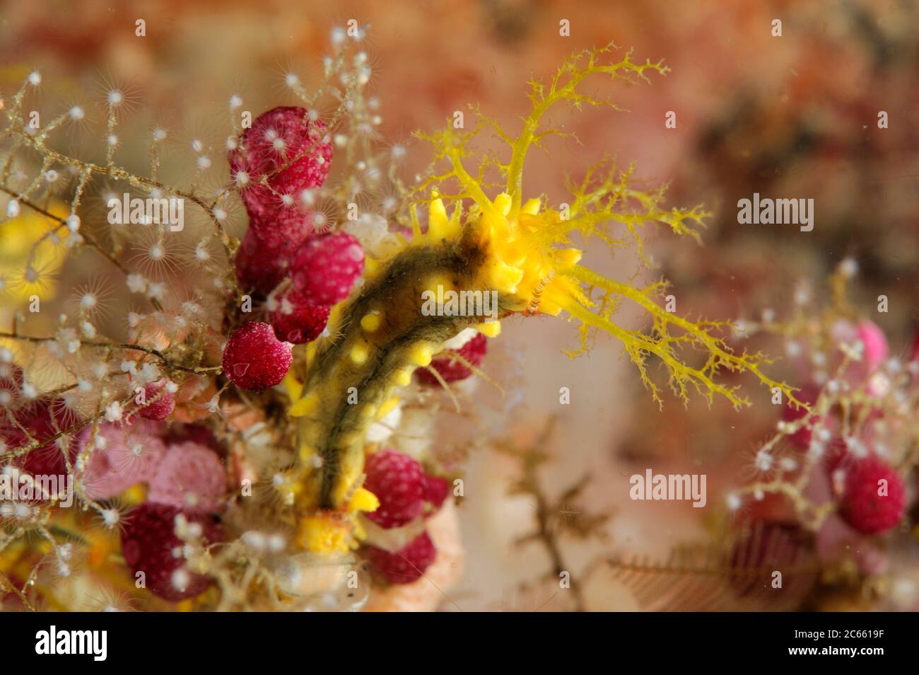 Gelbe Seegurken (Colochirus robustus). Raja Ampat, West Papua, Indonesien, Pazifischer Ozean [Größe eines einzelnen Organismus: 4 cm] Stockfoto