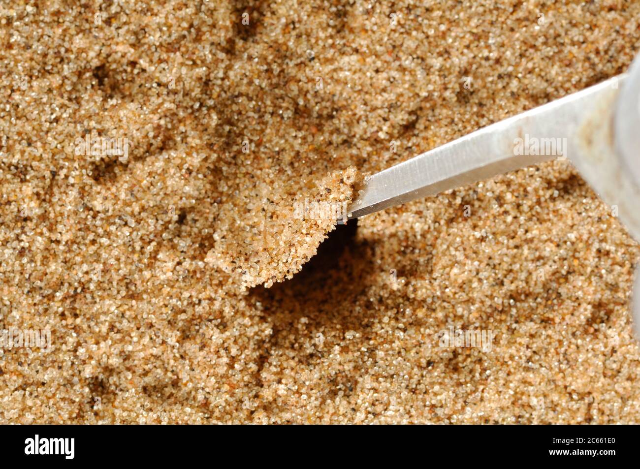 Sandklappe, Höhle von Leuorchestris arenicola Dünenspinne (gemeinhin als die tanzende weiße Lady Spider), es ist eine Jägerspinne in den Wüsten von Namibia gefunden, Die Dünenspinnen der Riesenkrabbenspinnen der Namib tarnen die Eingänge ihrer 50 cm tiefen Höhlen mit einer sandbedeckten Spinnenfade. Stockfoto