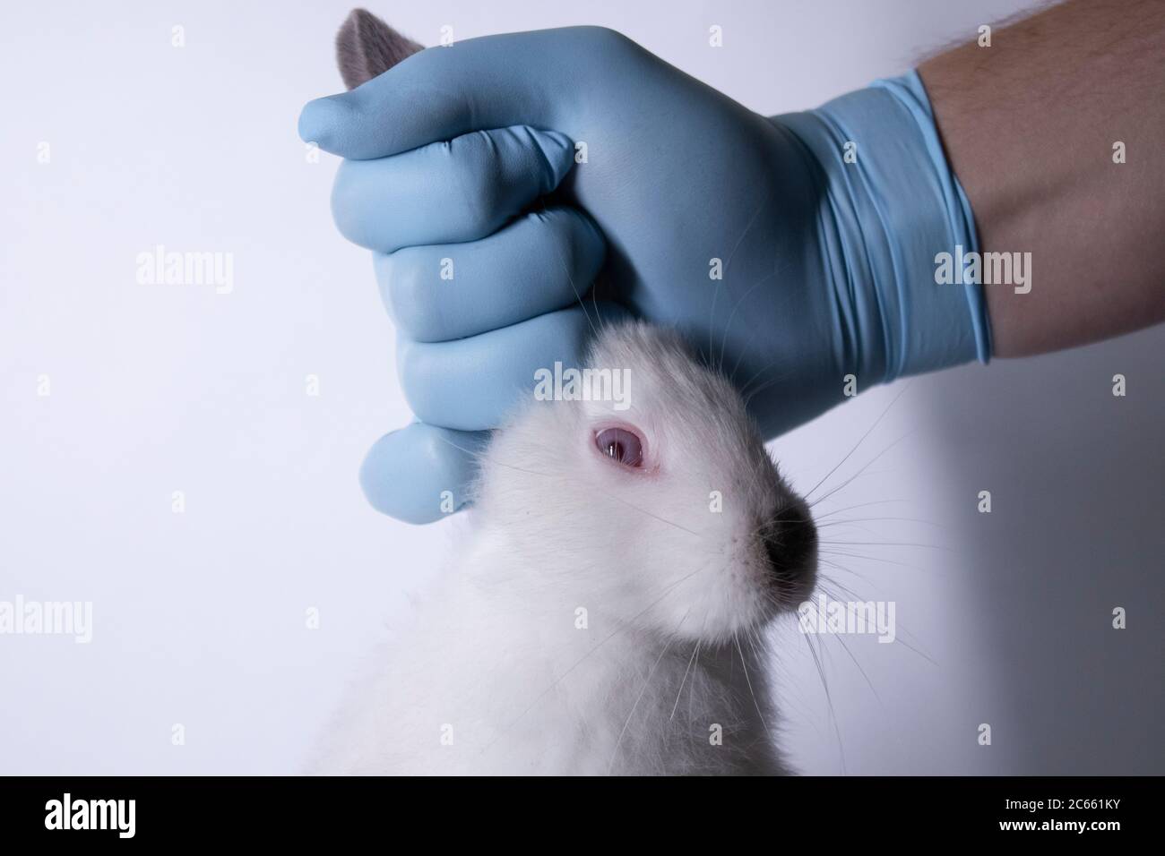 Eine Hand in einem blauen medizinischen Handschuh hält ein verängstigtes weißes Hase. Copy space. Veterinär, Experimente, Kosmetik-Konzept. Hochwertige Fotos Stockfoto