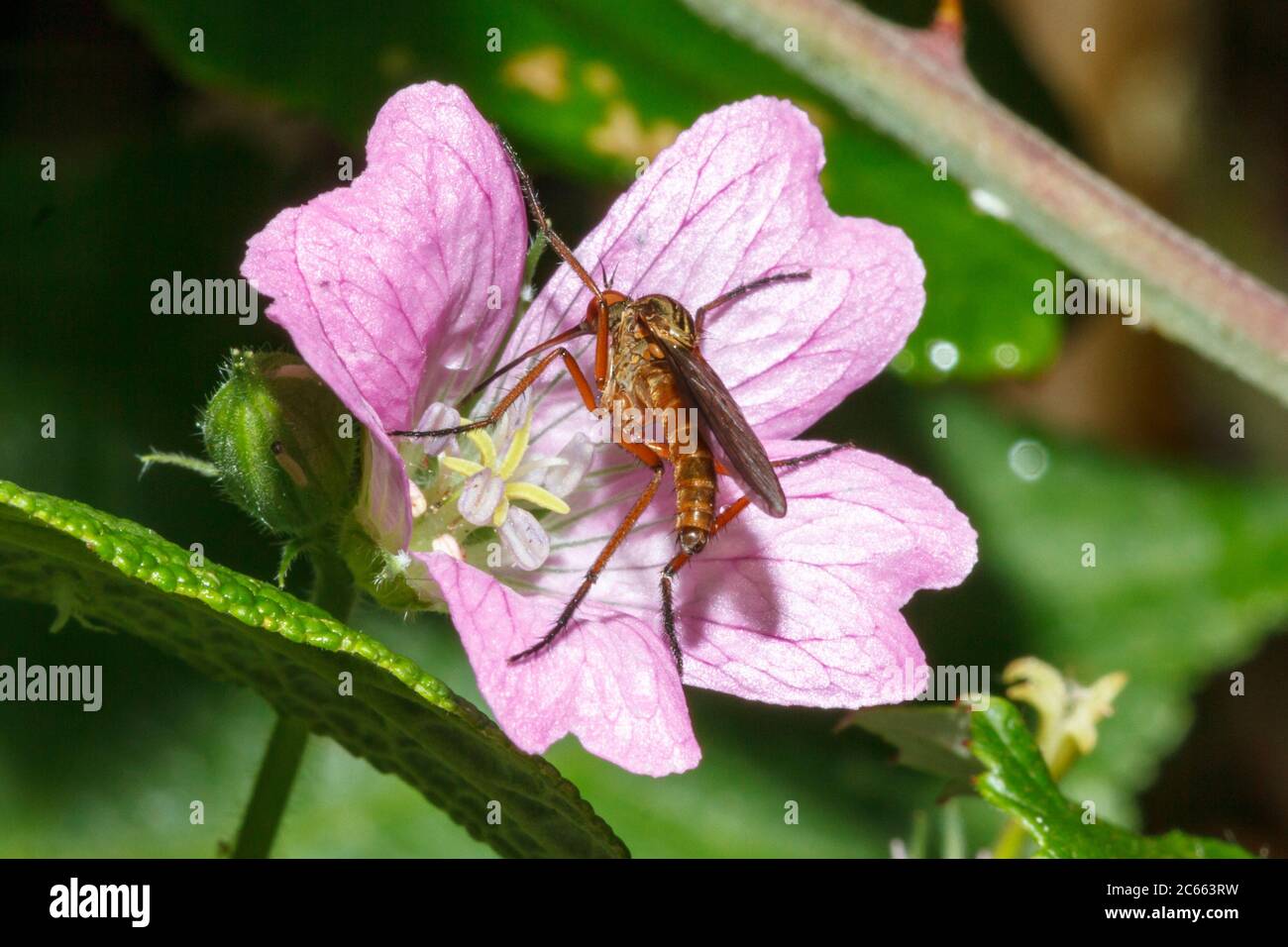 Empis opaca Fotos und Bildmaterial in hoher Auflösung Alamy