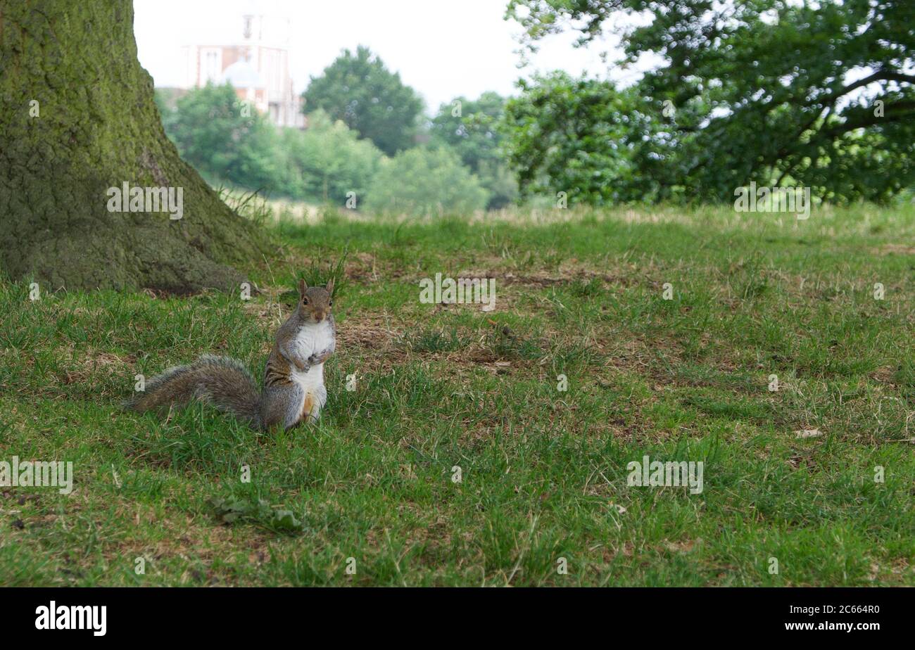 Eichhörnchen auf Gras sitzen und Kamera mit Platz für Kopie Stockfoto