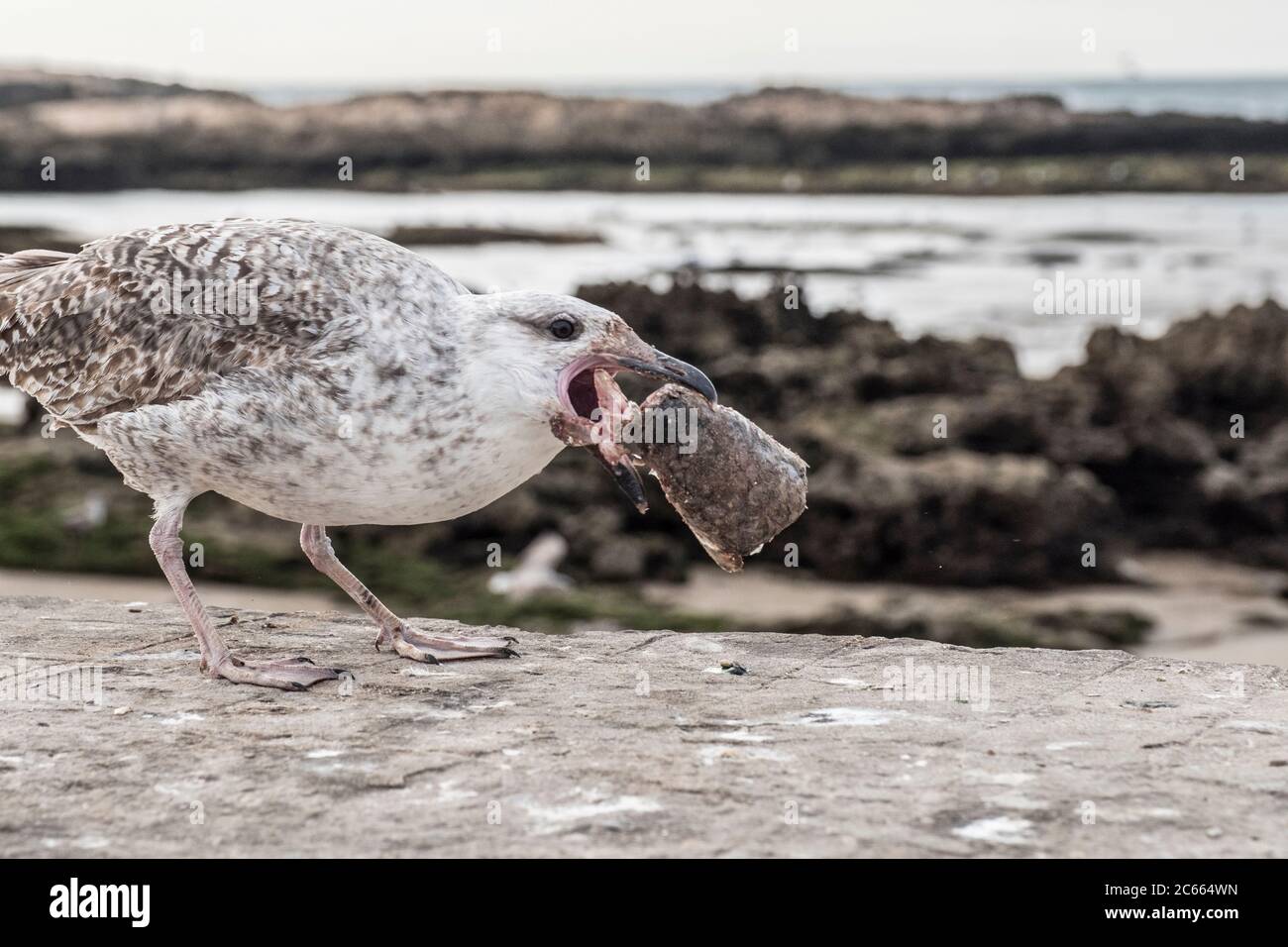 Möwe frisst einen Fischkopf in Essaouira, Marokko Stockfoto