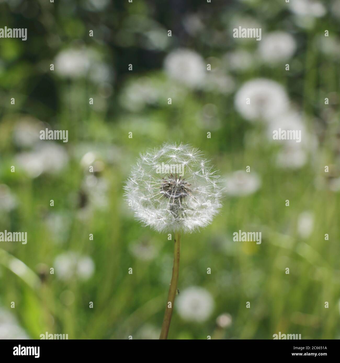 Löwenzahn Stockfoto