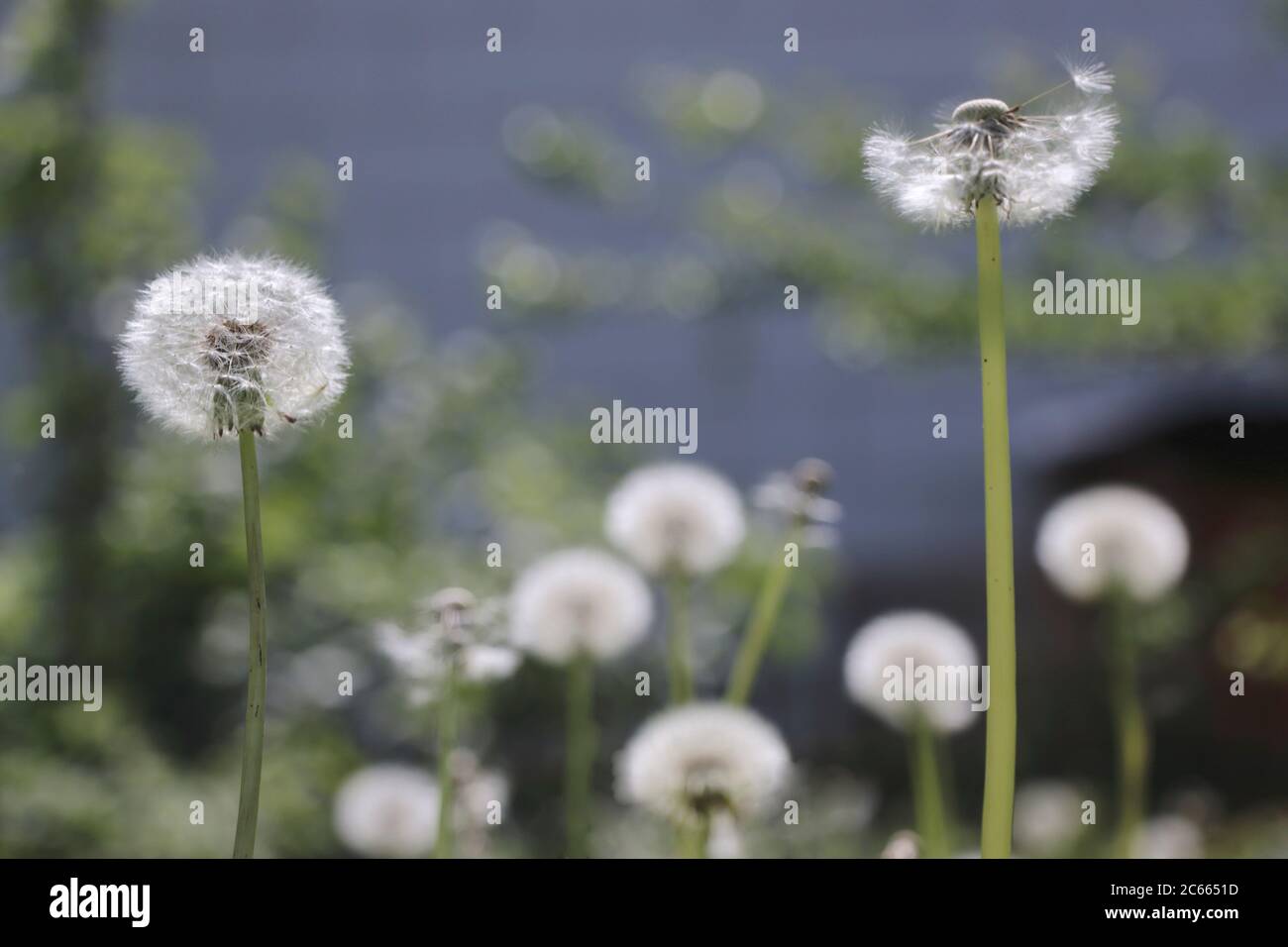 Blowball in weichem Licht Stockfoto
