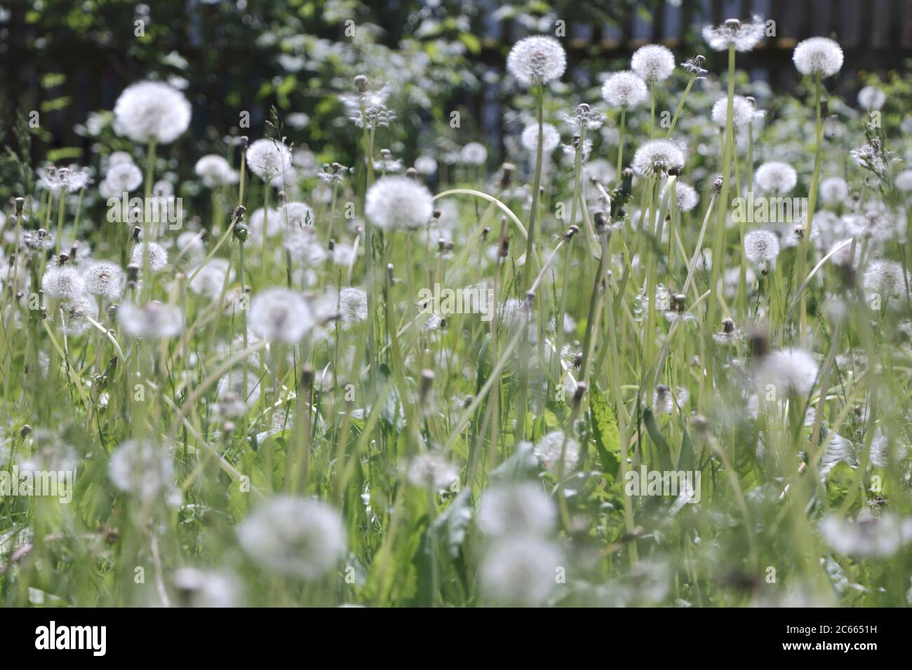 Blowball in weichem Licht Stockfoto