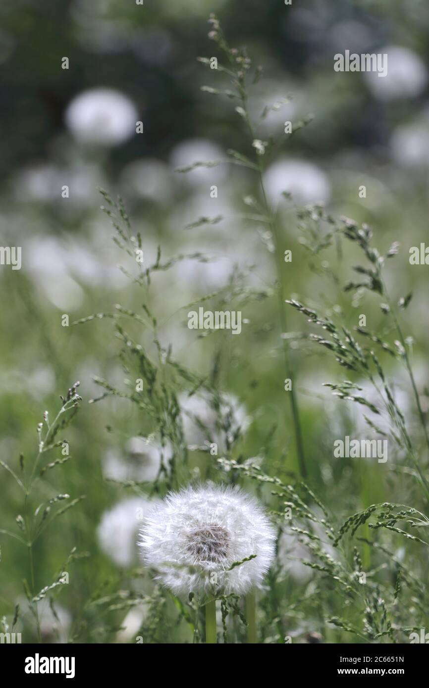 Blowball in weichem Licht Stockfoto