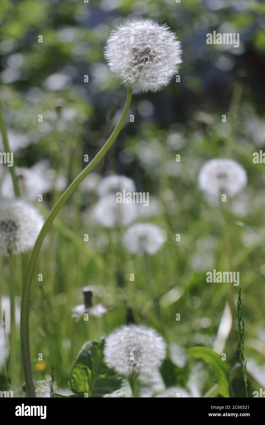 Blowball in weichem Licht Stockfoto