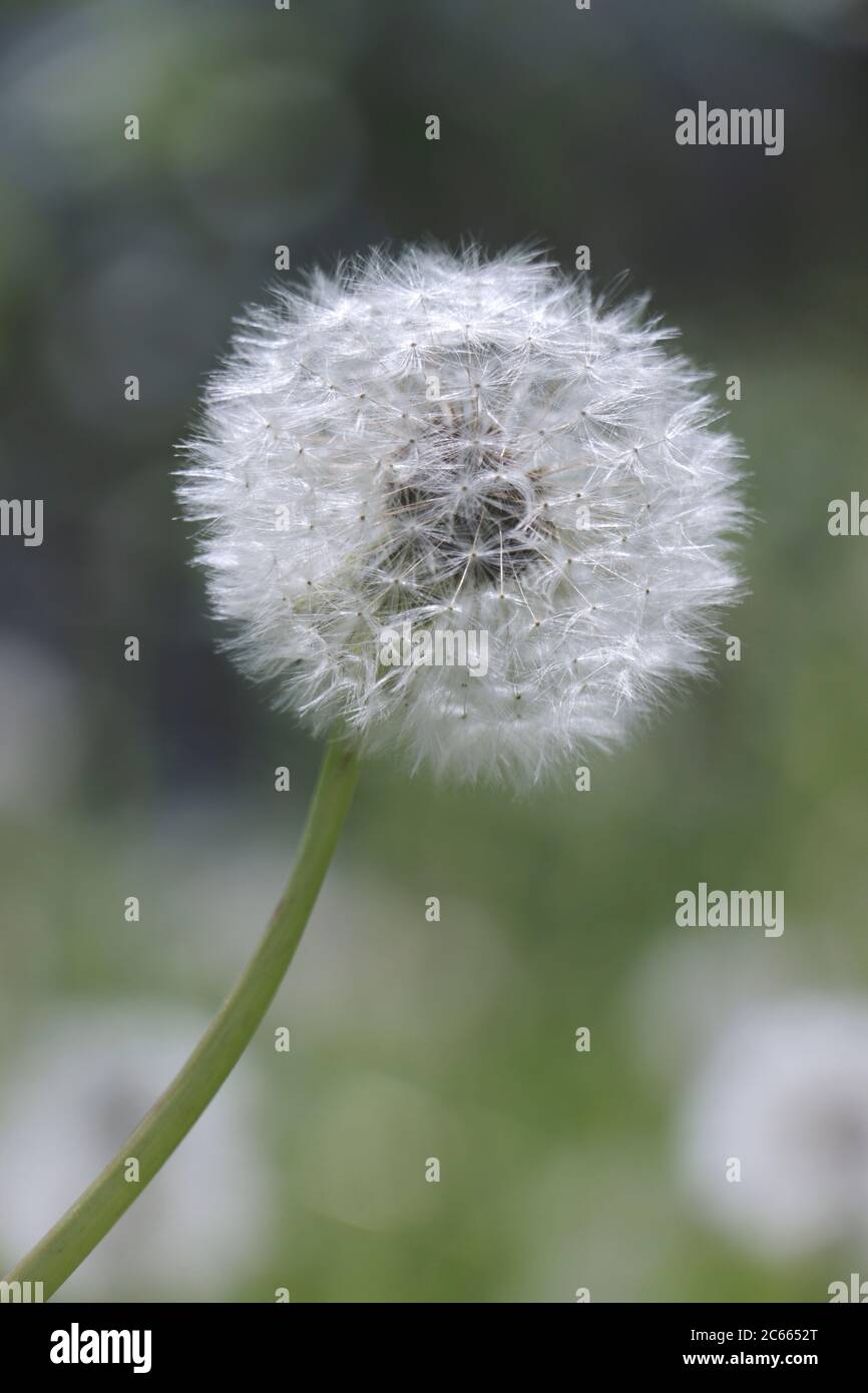 Blowball in weichem Licht Stockfoto