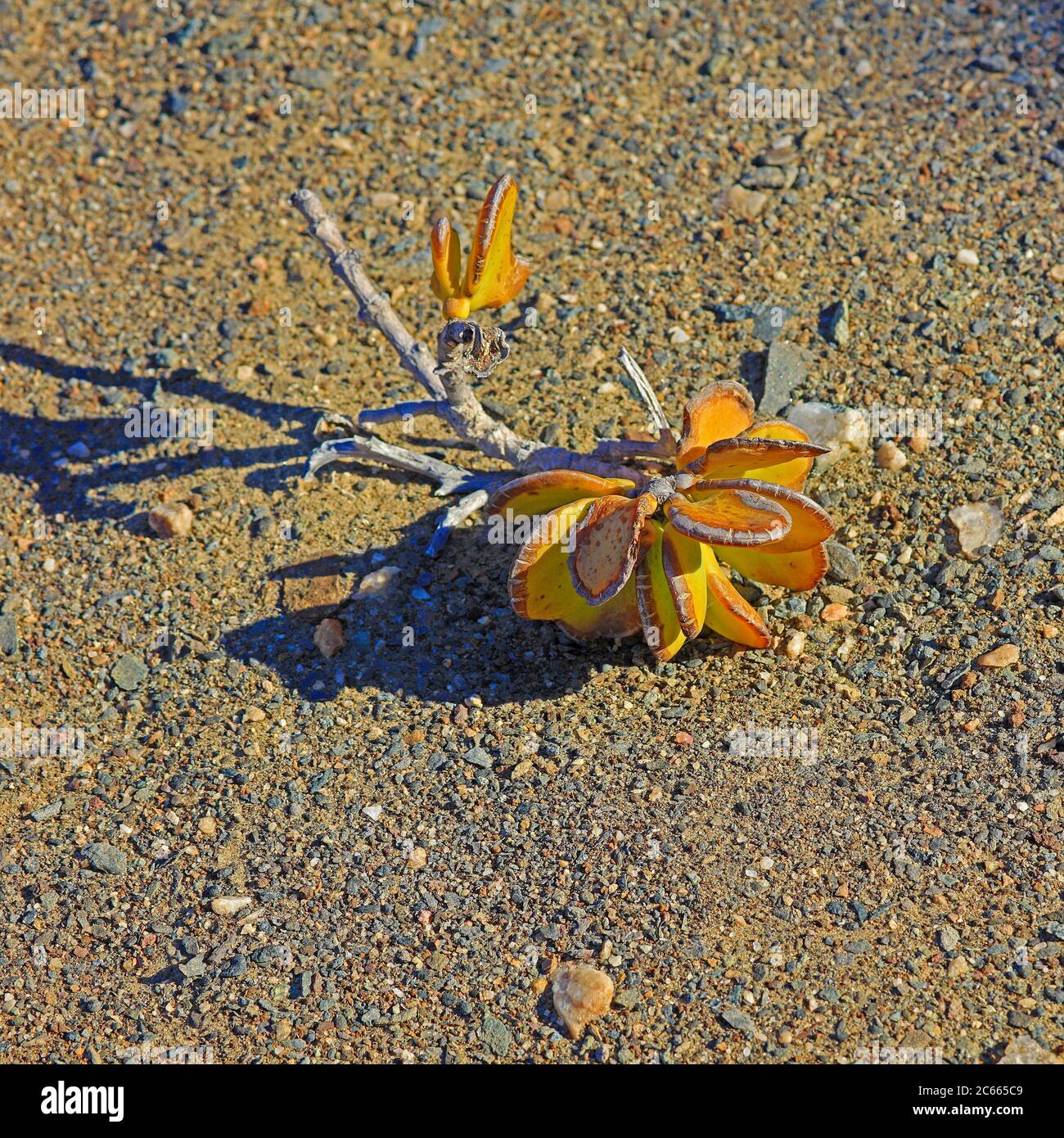 Pflanze, Taler Pflanze, Zygophyllum staffi, Trockenphase, Afrika; Namibia Stockfoto