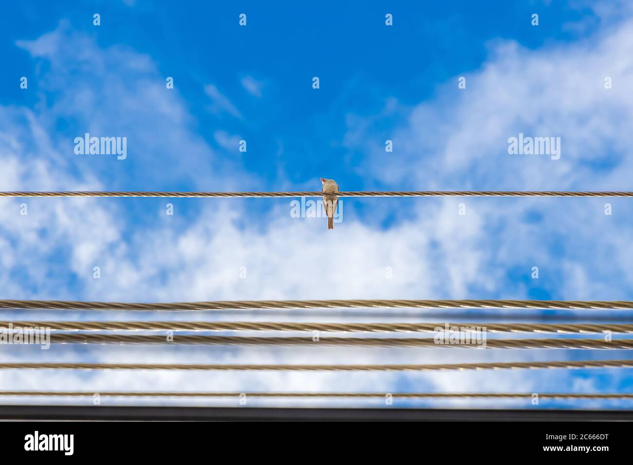 Niedrige Winkelansicht eines Sperabels auf dem elektrischen Draht gegen den blauen Himmel. Stockfoto