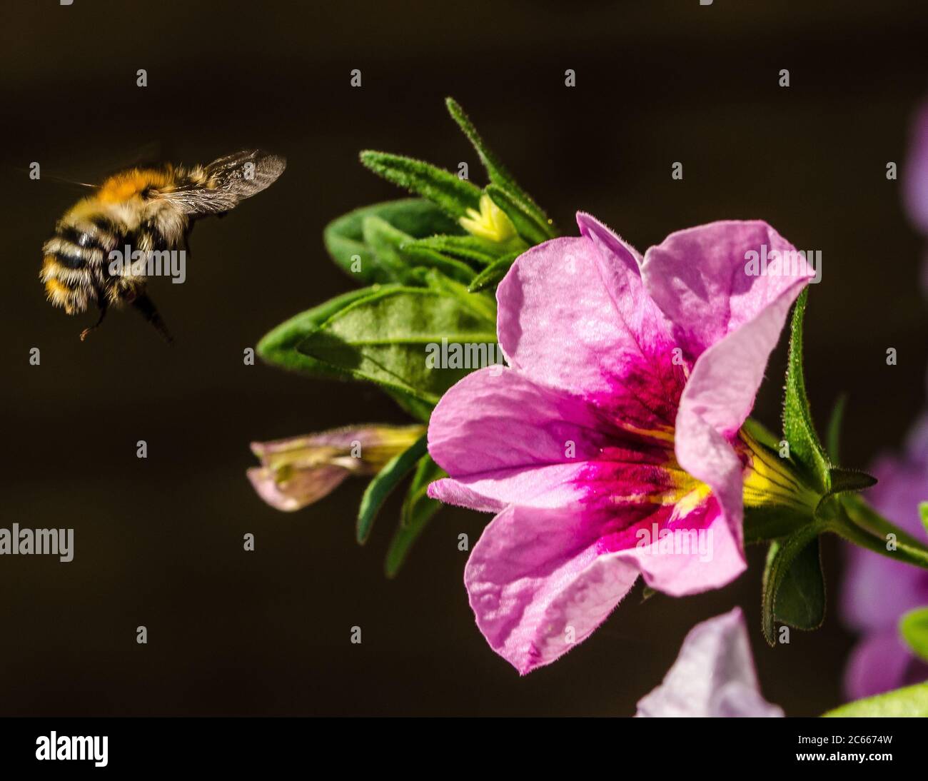 Eine Hummel ist eine von über 250 Arten der Gattung Bombus, die zu den Apidae gehört, einer der Bienenfamilien. Stockfoto
