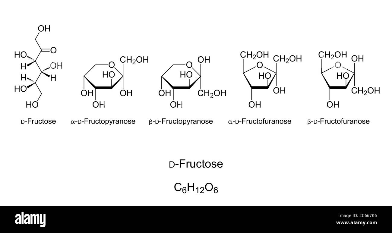 Fructose, Fruchtzucker, Monosaccharid, chemische Struktur. Einfacher Zucker. Natta-Projektion von Open-Chain Fructose. Haworth-Projektion zyklischer Isomere. Stockfoto
