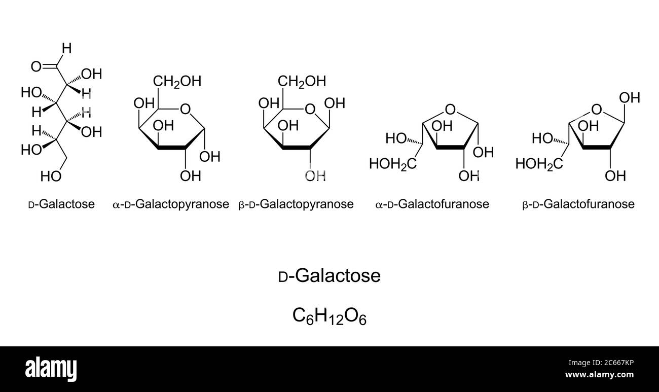 Galaktose, Gal, Monosaccharid, chemische Struktur. Einfacher Zucker. Natta-Projektion von offener Galaktose. Haworth-Projektion von vier zyklischen Isomeren. Stockfoto