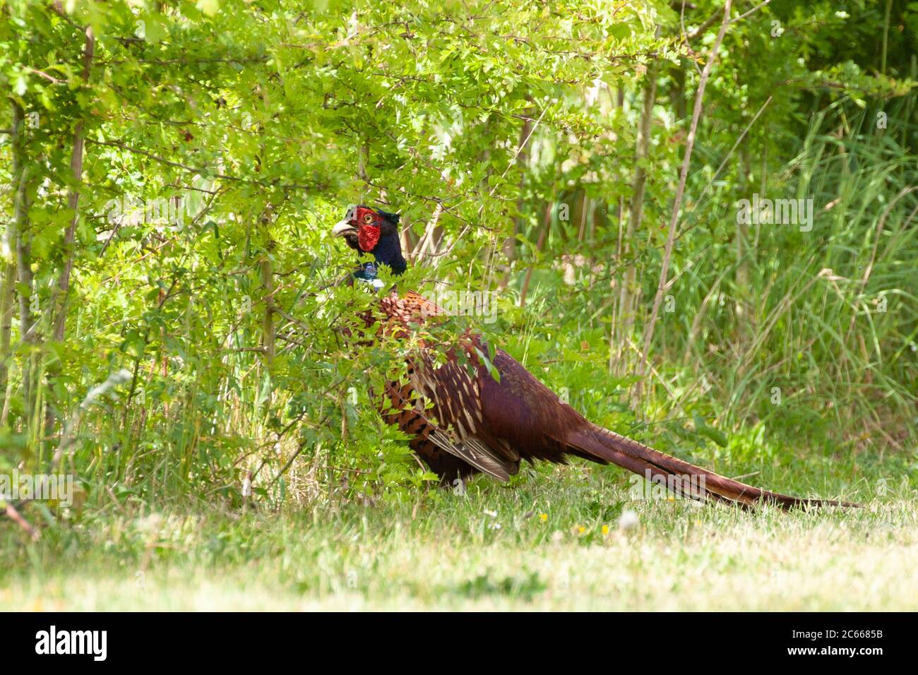 Fasane aus nächster Nähe durch eine Hecke gehen. Ländliche Tierwelt Landschaft in Norfolk Großbritannien. Männliche und weibliche Fasane werden in Großbritannien oft gejagt und importiert Stockfoto