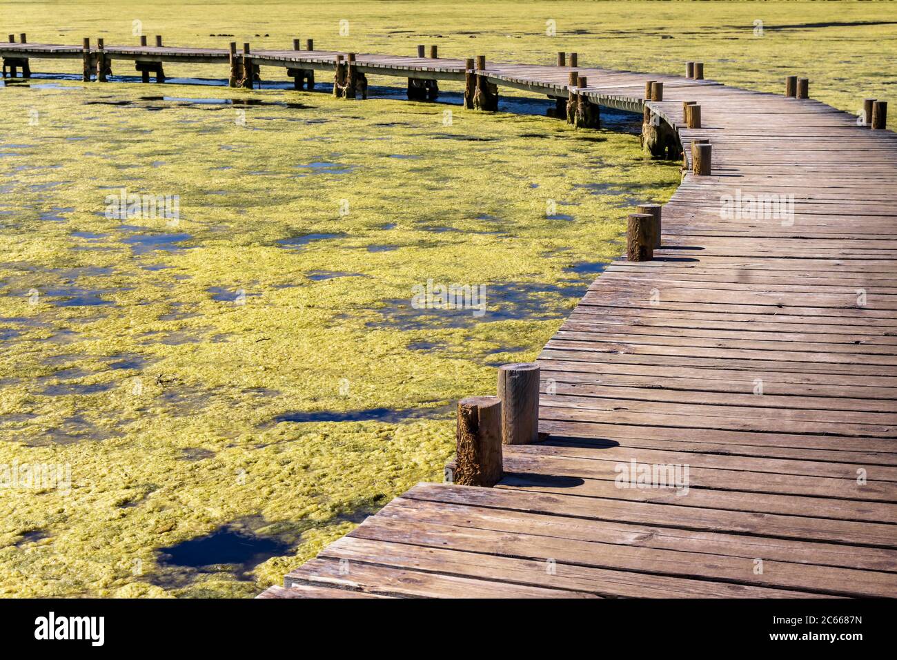 Holzbrücke über den Etang du Doul bei Peyriac de Mer im Frühjahr wird die Wasseroberfläche mit Algen überflutet, Stockfoto