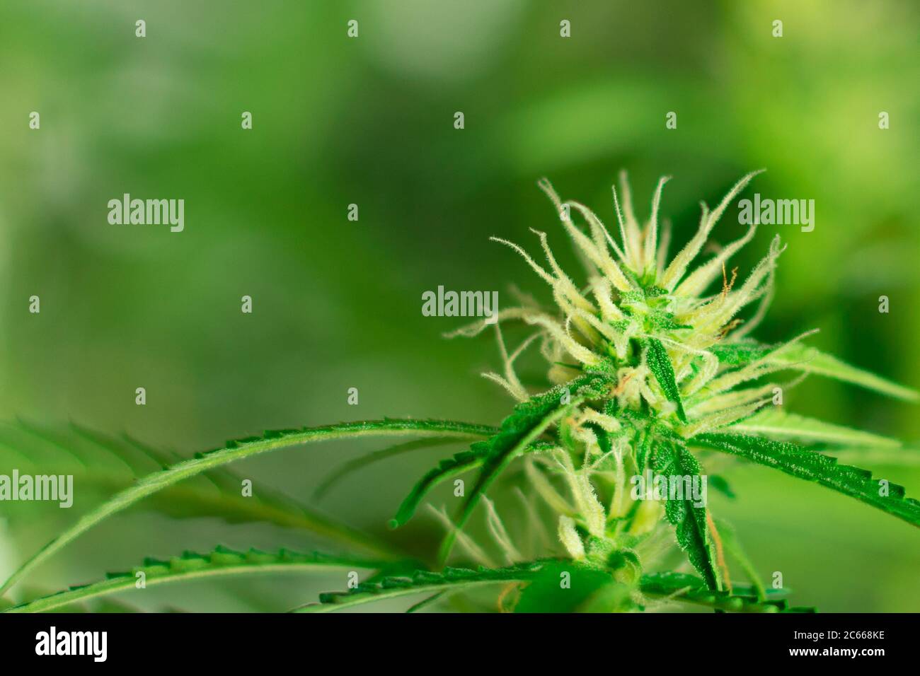 Marihuana Blume Knospe Makro Nahaufnahme. Speicherplatz kopieren. Cannabisblüte. Freizeit oder Medizin Verwendung von Hanf. Stockfoto