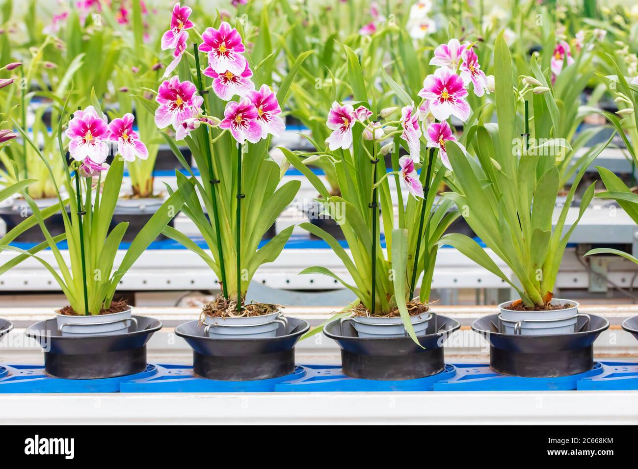 Verteilung von blühenden Orchideen auf einem Förderband in einem holländischen Gewächshaus Stockfoto