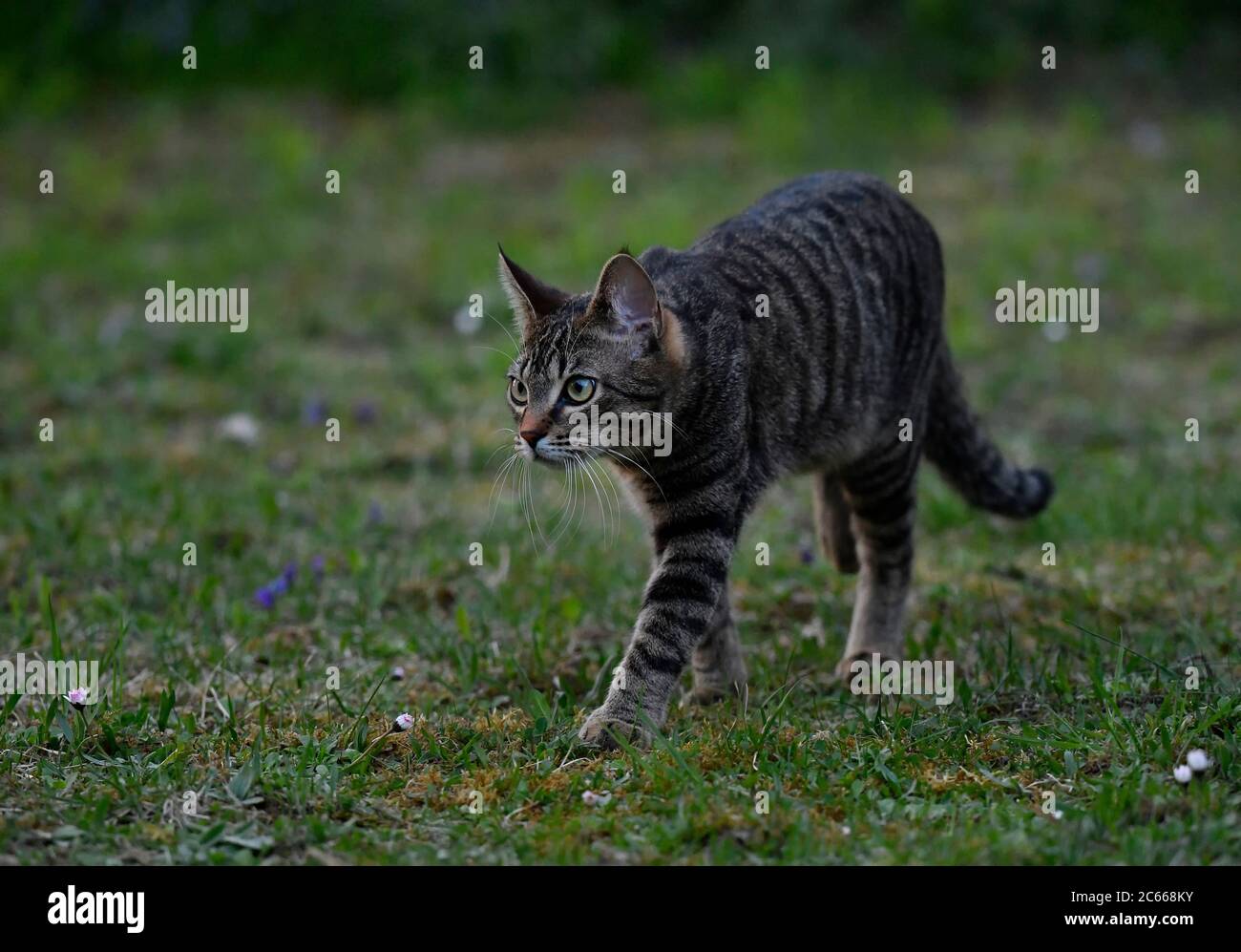 Junge Hauskatze auf einer Wanderung Stockfoto