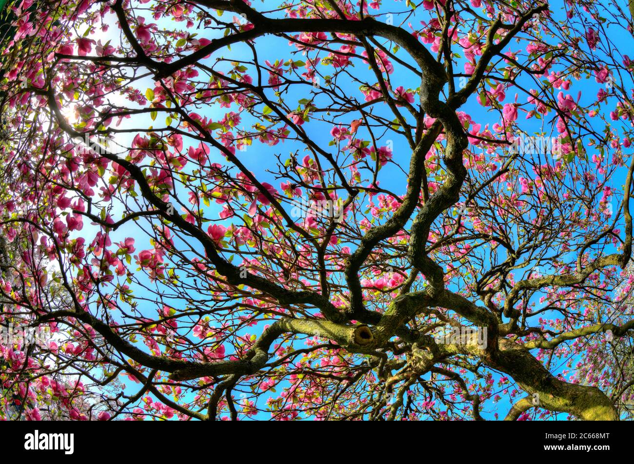 Blüten einer Tulpenmagnolie (Magnolia x soulangeana), Amabilis-Sorte, Baden-Württemberg, Deutschland Stockfoto
