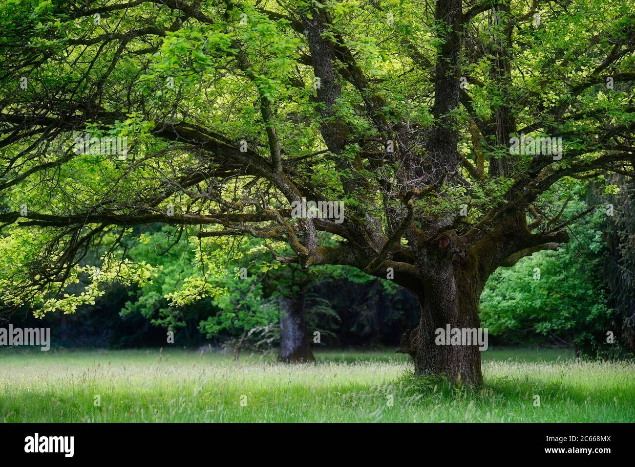 Parklandschaft am Bärensee, Stuttgart, Baden-Württemberg, Deutschland Stockfoto