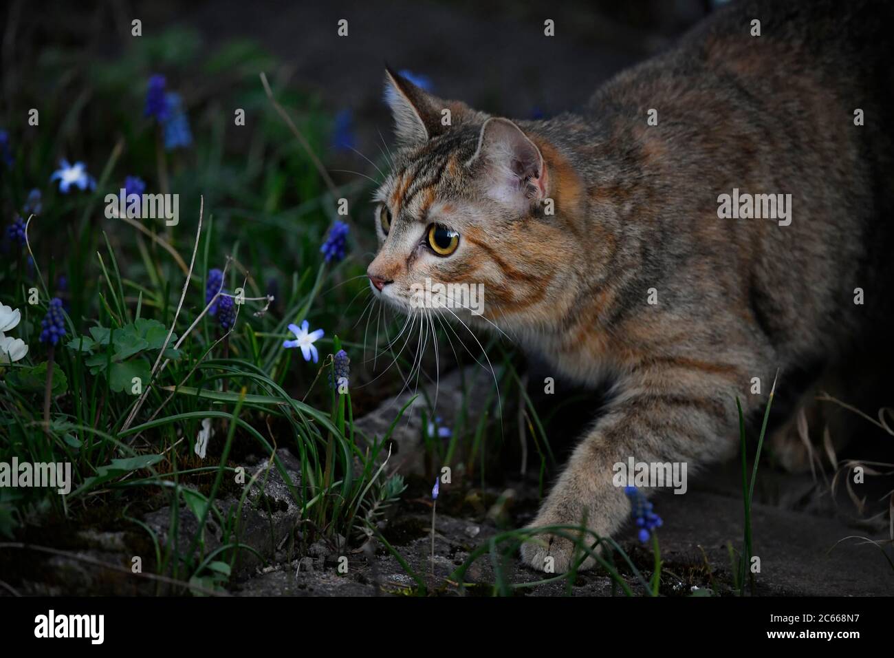 Junge Hauskatze auf einer Wanderung Stockfoto