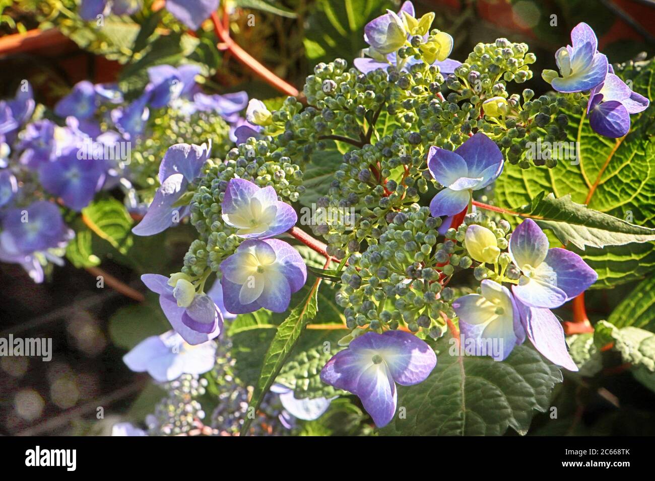 Schöne Hortensien hellblauen Blütenköpfe, große Zierpflanze für Garten und Balkon Stockfoto