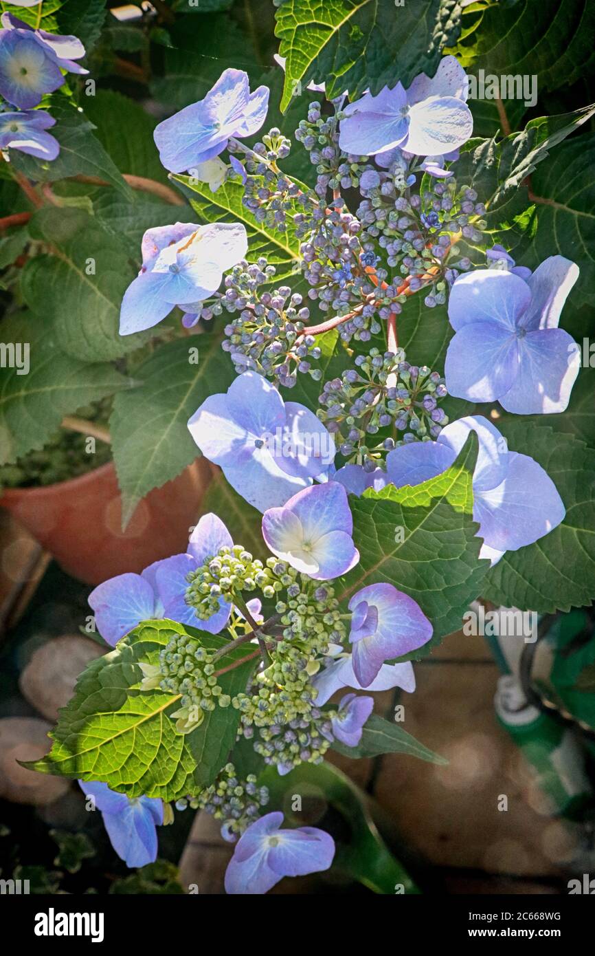 Schöne Hortensien hellblauen Blütenköpfe, große Zierpflanze für Garten und Balkon Stockfoto