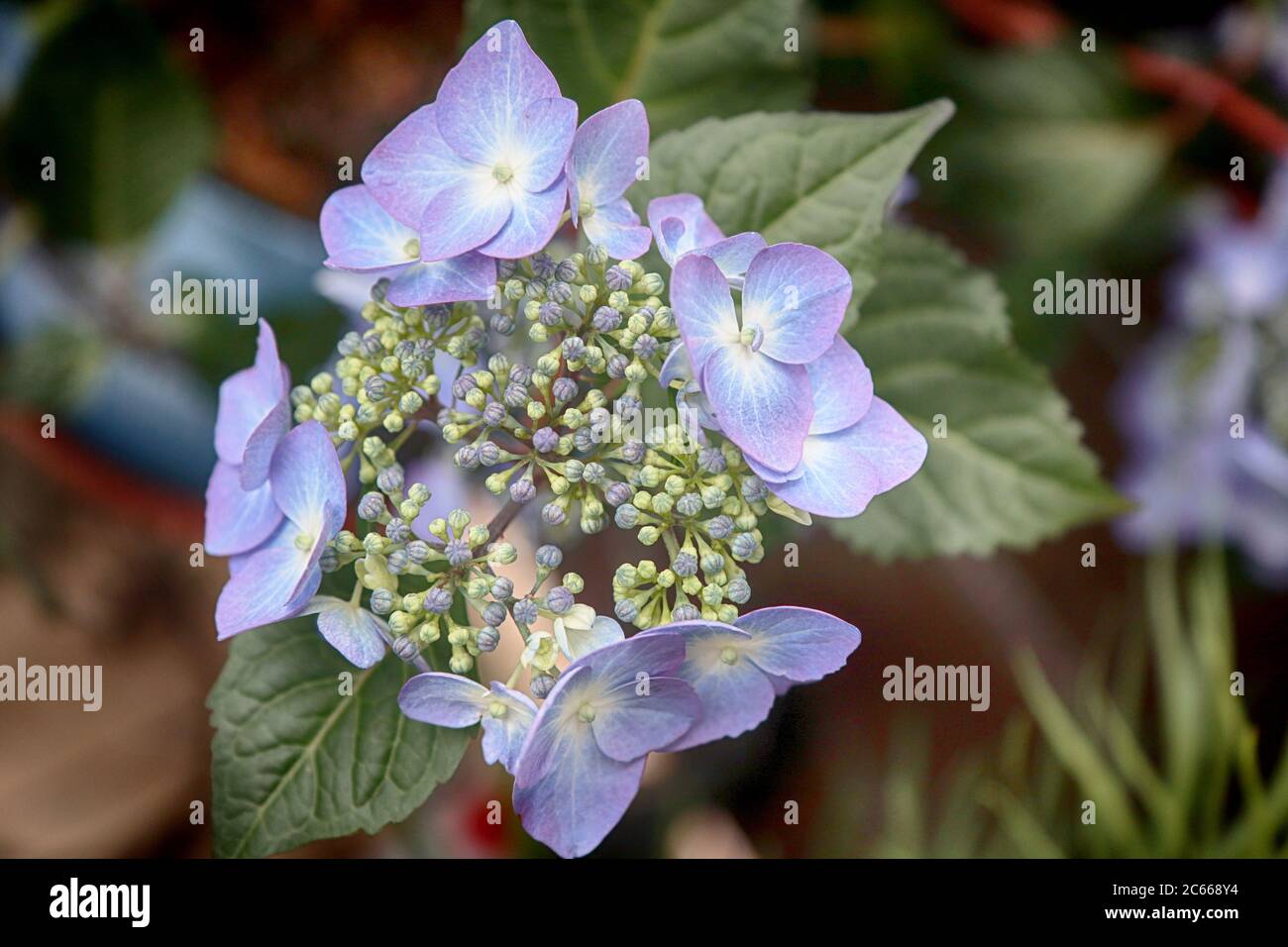 Schöne Hortensia hellblau Blütenkopf, große Zierpflanze für Garten und Balkon Stockfoto